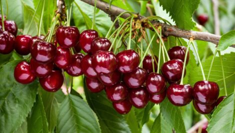 Cherry Tree Information Image